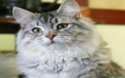 Siberiano gatti in vendita: Siberiani alta genealogia  a Provincia di Pavia - Immagine 7