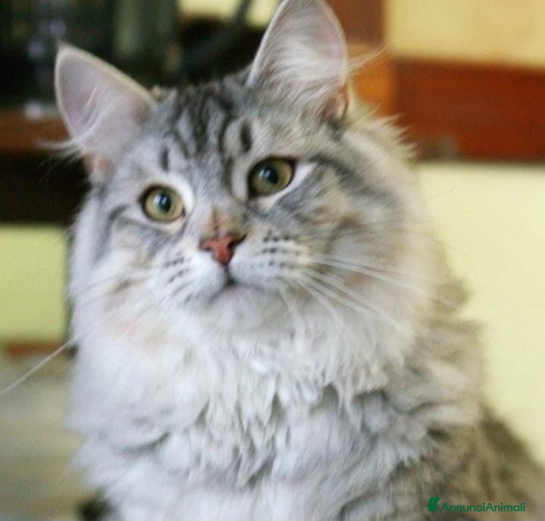 Siberiano gatti in vendita: Siberiani alta genealogia  a Provincia di Pavia - Immagine 7