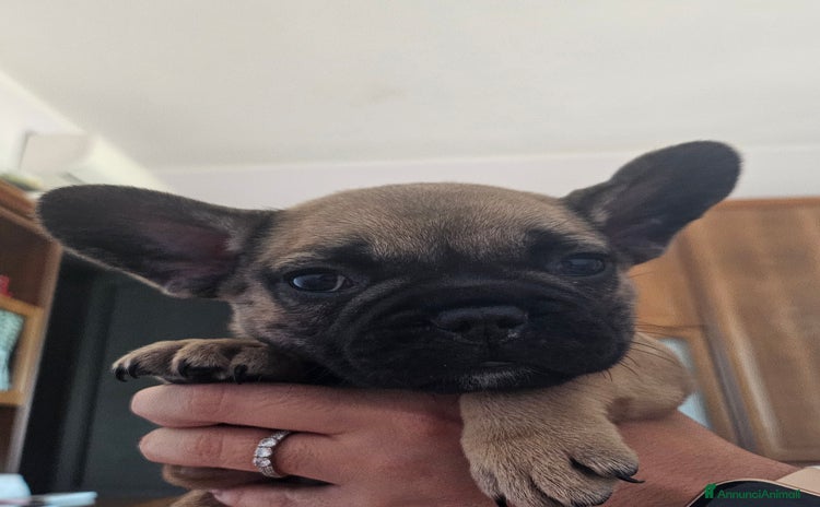 Bulldog Francese cani a Provincia di Pavia - Annuncio 12
