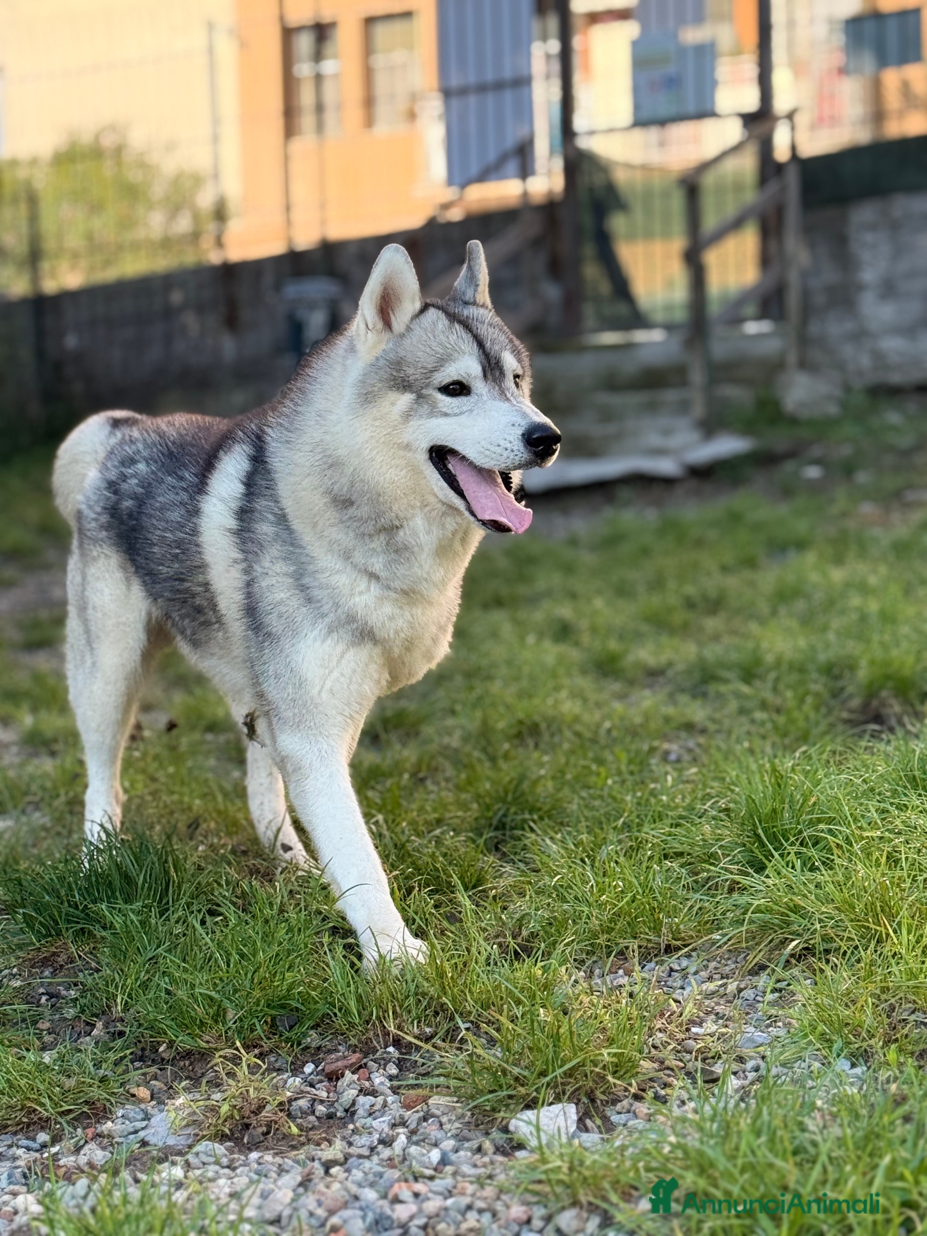 Husky cani Husky Siberiano con pedigree cerca fidanzata - Annuncio 2