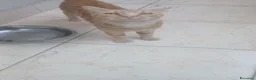 Altre razze gatti in regalo: Animali domestici  - Annuncio 4