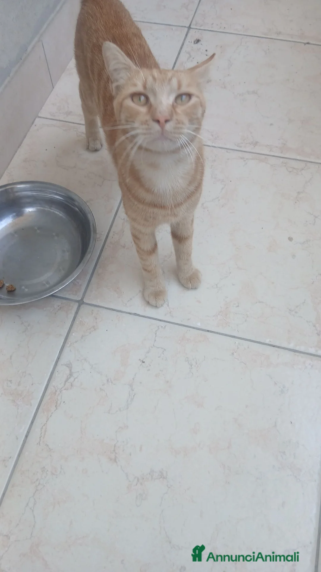 Altre razze gatti in regalo: Animali domestici  - Annuncio 4
