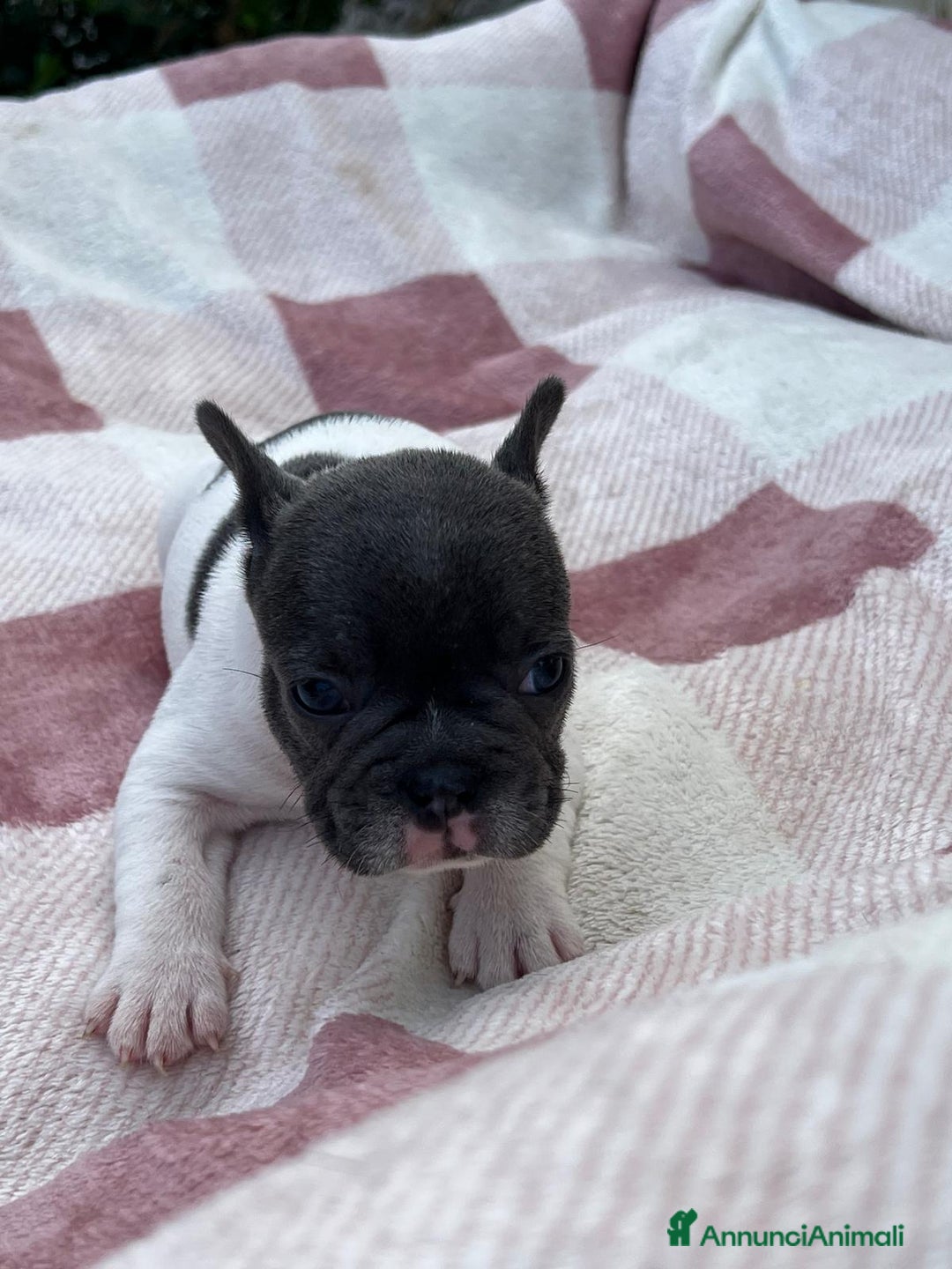 Bulldog Francese cani in vendita: Cuccioli bulldog francese esotici blu - Annuncio 14