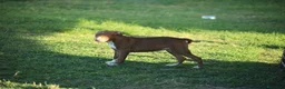 Pitbull cani in vendita: Cuccioli Pit Bull con pedigree anche a rate - Annuncio 15