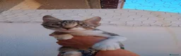 Meticcio gatti in regalo: Biscotto e caramello - Annuncio 4