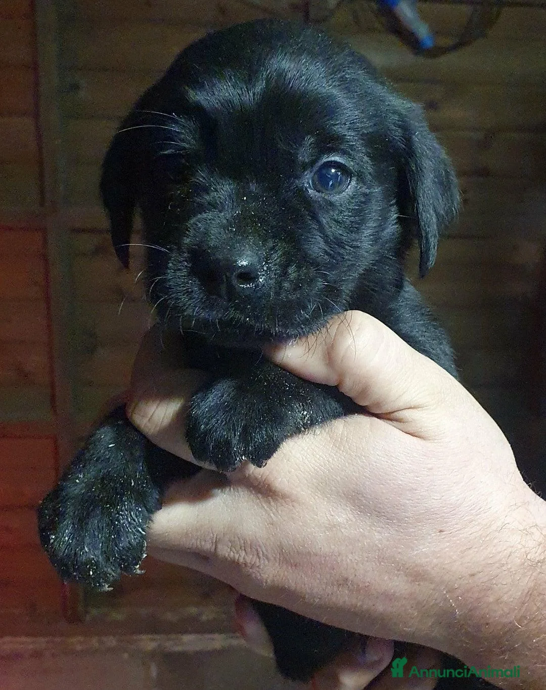 Labrador cani in vendita: Cuccioli di Labrador Retriever pronti a Città Metropolitana di Torino - Annuncio 6