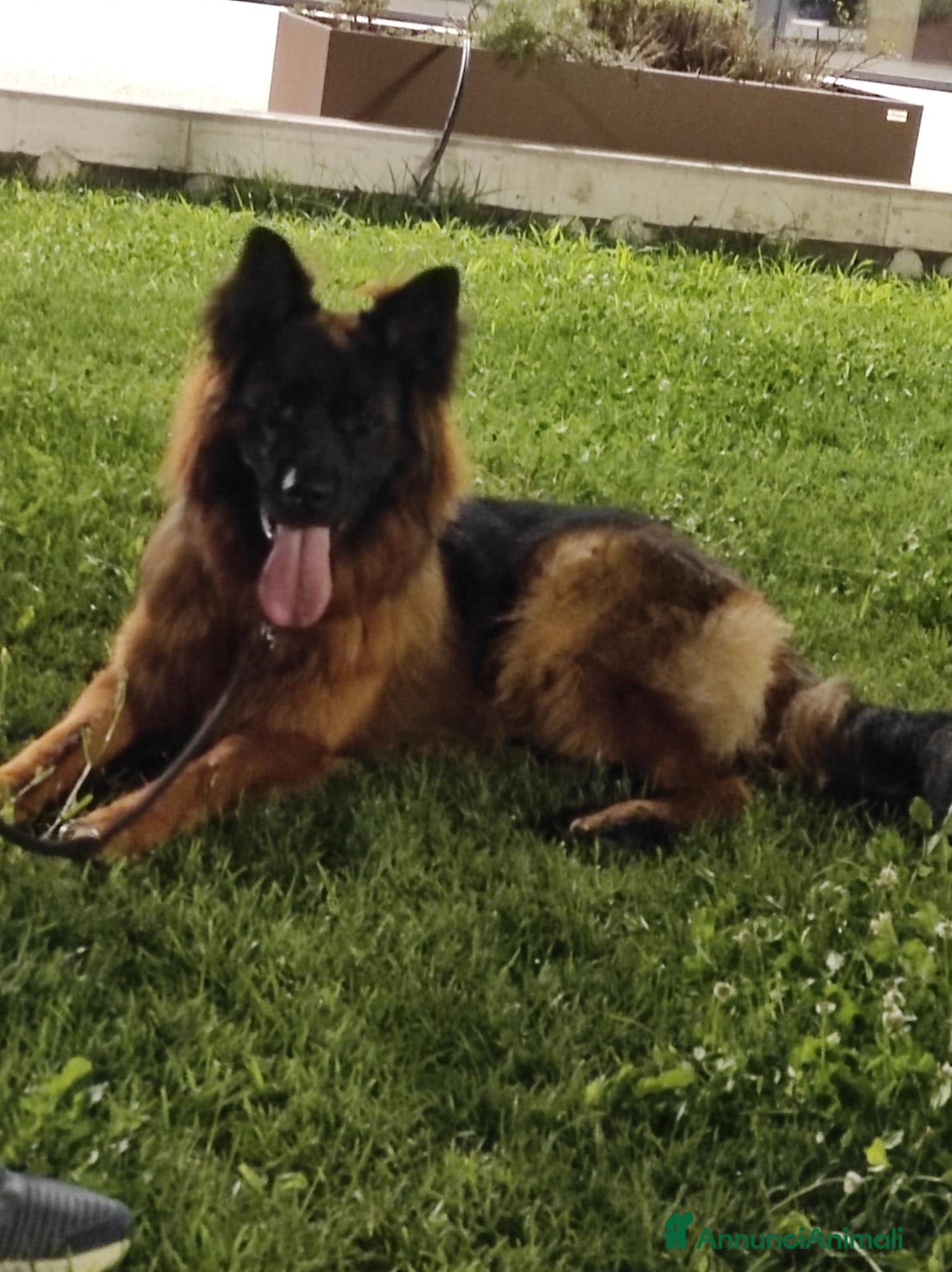 Pastore Tedesco cani Cerco femmina pastore tedesco con peedgree - Annuncio 2