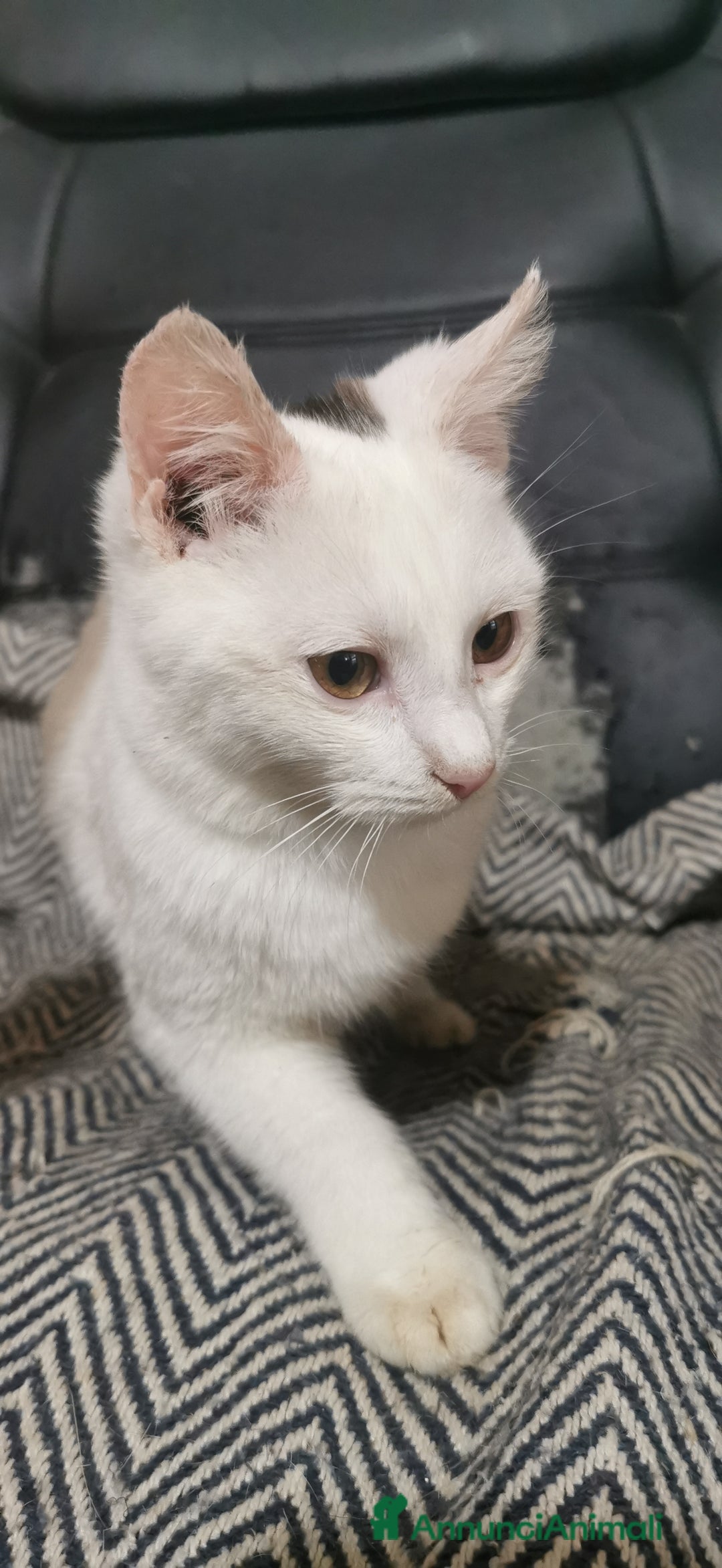 Europeo gatti in regalo: Gattino Maschio Bianco - Annuncio 3