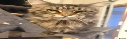 Maine Coon gatti in vendita: Maine Coon  - Annuncio 4