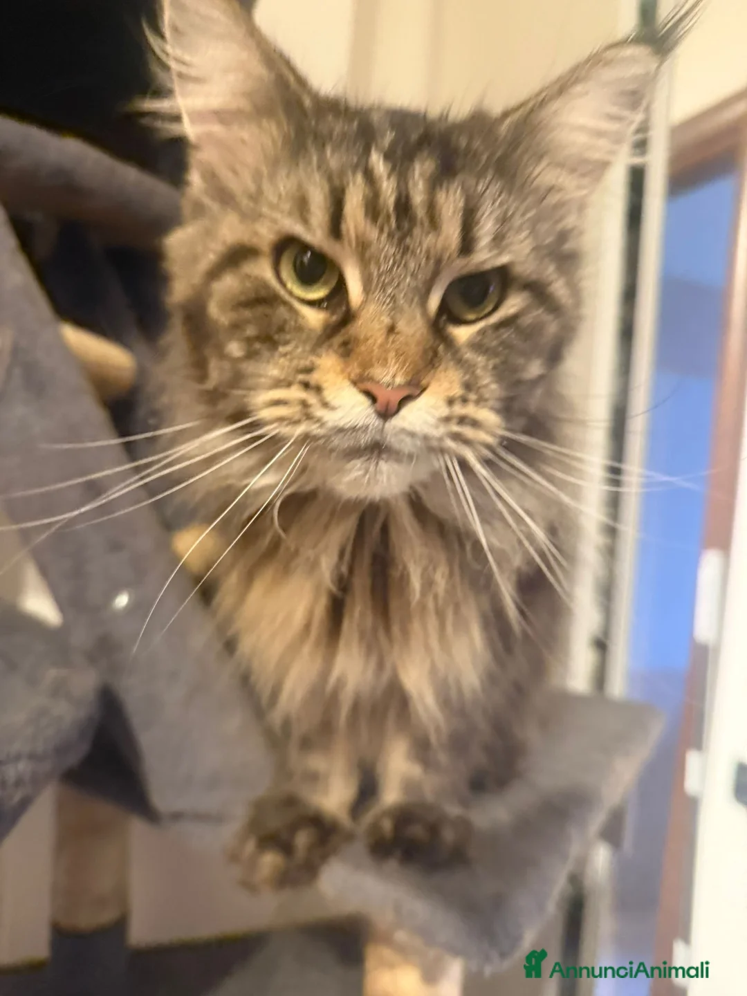 Maine Coon gatti in vendita: Maine Coon  - Annuncio 4