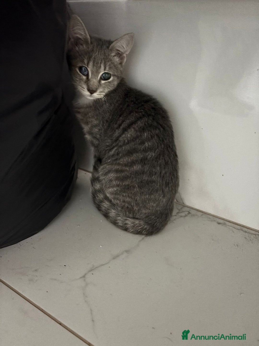 Europeo gatti in regalo: Splendido nadir - Annuncio 5