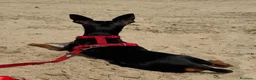 Pinscher Miniatura cani per accoppiamento: PINSCHER MASCHIO DISPONIBILE PER ACCOPPIAMENTO - Annuncio 5