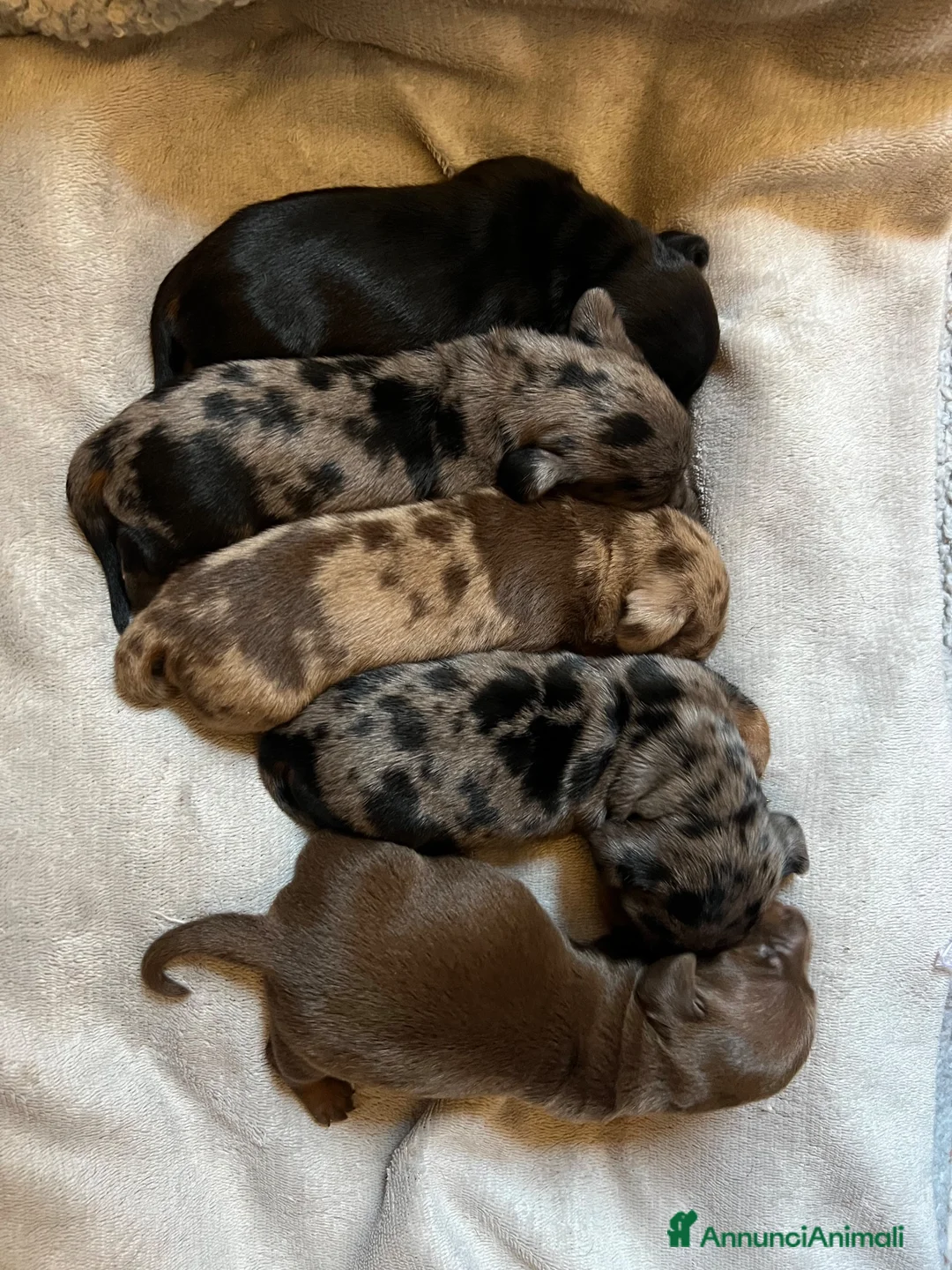 Bassotto cani in vendita: Cuccioli Bassotto Kaninchen e nano - Annuncio 1