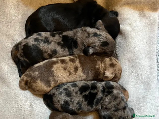Bassotto cani Cuccioli Bassotto Kaninchen e nano - Annuncio 1