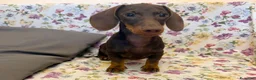 Bassotto cani in vendita: Bassotto cioccolato  con Pedigree ENCI. - Annuncio 2