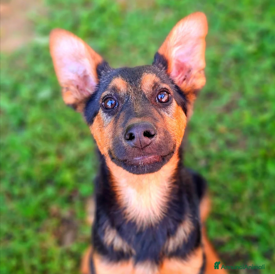 Meticcio cani in regalo: DOBBY & DARIUS, fratelli dalla sconfinata bontà! - Annuncio 2