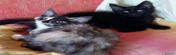Maine Coon gatti in vendita: Cuccioli Maine coon maschio Black e femmine Tortie - Annuncio 1