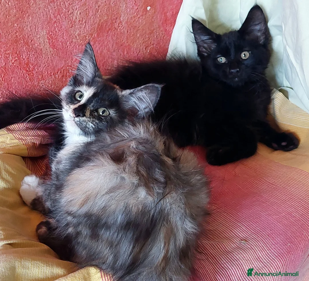 Maine Coon gatti in vendita: Cuccioli Maine coon maschio Black e femmine Tortie - Annuncio 1