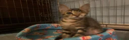 Meticcio gatti in regalo: Bellissimo, 3 mesi e mezzo  - Annuncio 2