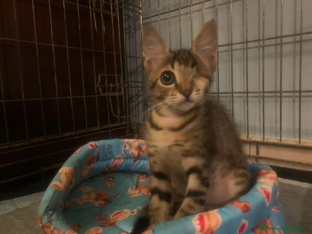Meticcio gatti in regalo: Bellissimo, 3 mesi e mezzo  - Annuncio 2