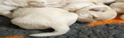 Labrador cani in vendita: LABRADOR FEMMINUCCE GIALLE a Provincia di Cuneo - Annuncio 5