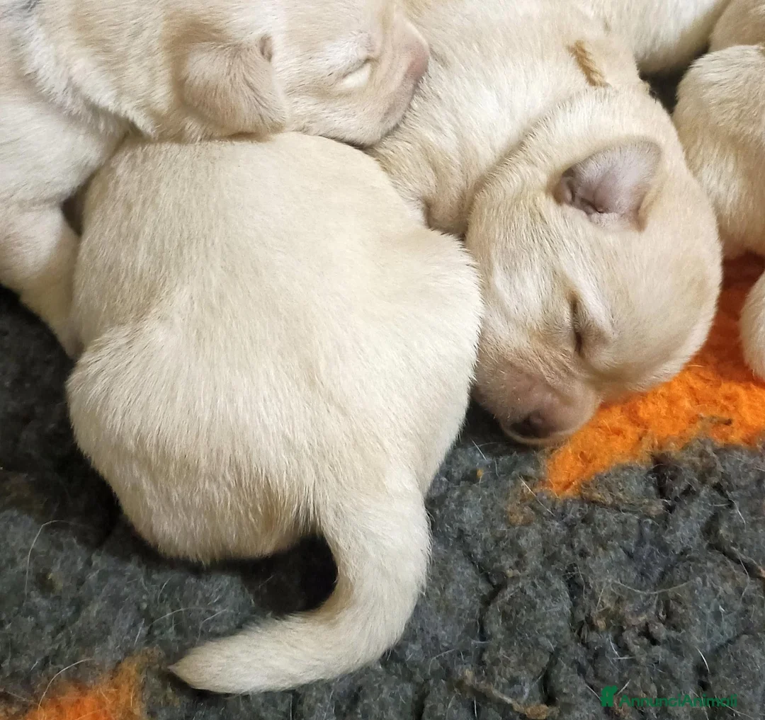 Labrador cani in vendita: LABRADOR FEMMINUCCE GIALLE a Provincia di Cuneo - Annuncio 5