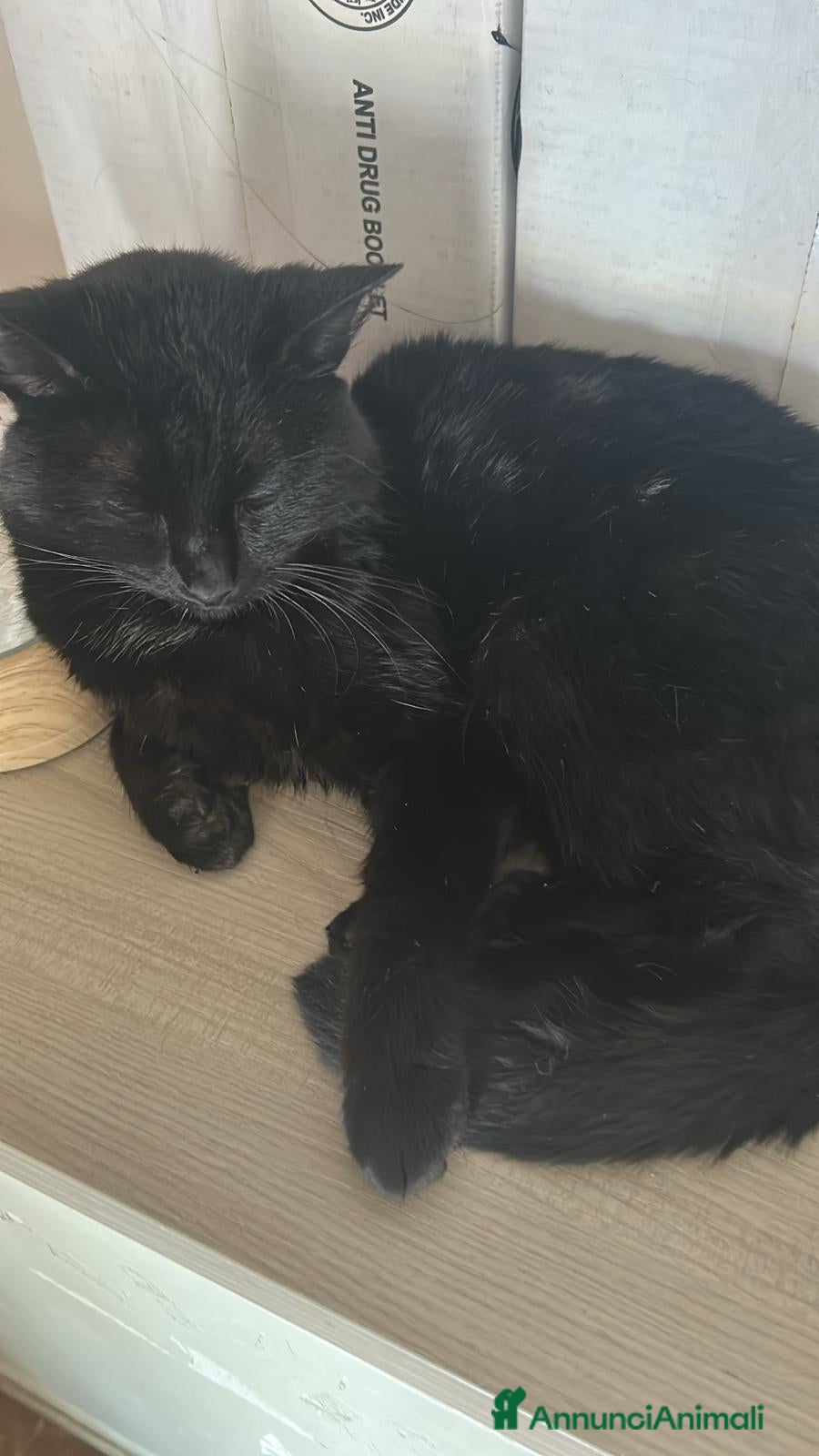 Altre razze gatti Gatto europeo  - Annuncio 3