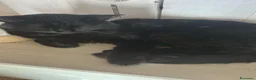 Altre razze gatti in regalo: Gatto europeo  - Annuncio 1