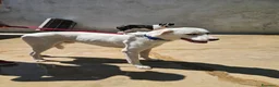 Meticcio cani in regalo: Kinder: dolcissimo cerca nuova famiglia  - Annuncio 8