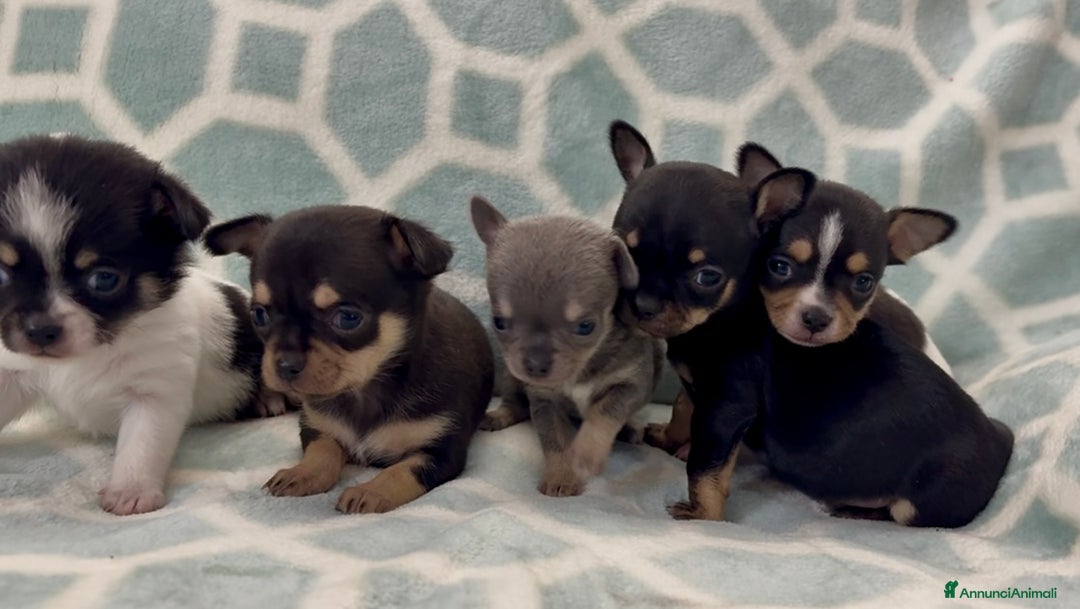 Chihuahua cani in vendita: Chihuahua  - Annuncio 18