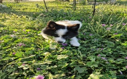 Volpino Italiano cani in vendita: Cucciola di volpino italiano con pedigree Enci  a Province of Foggia - Immagine 3