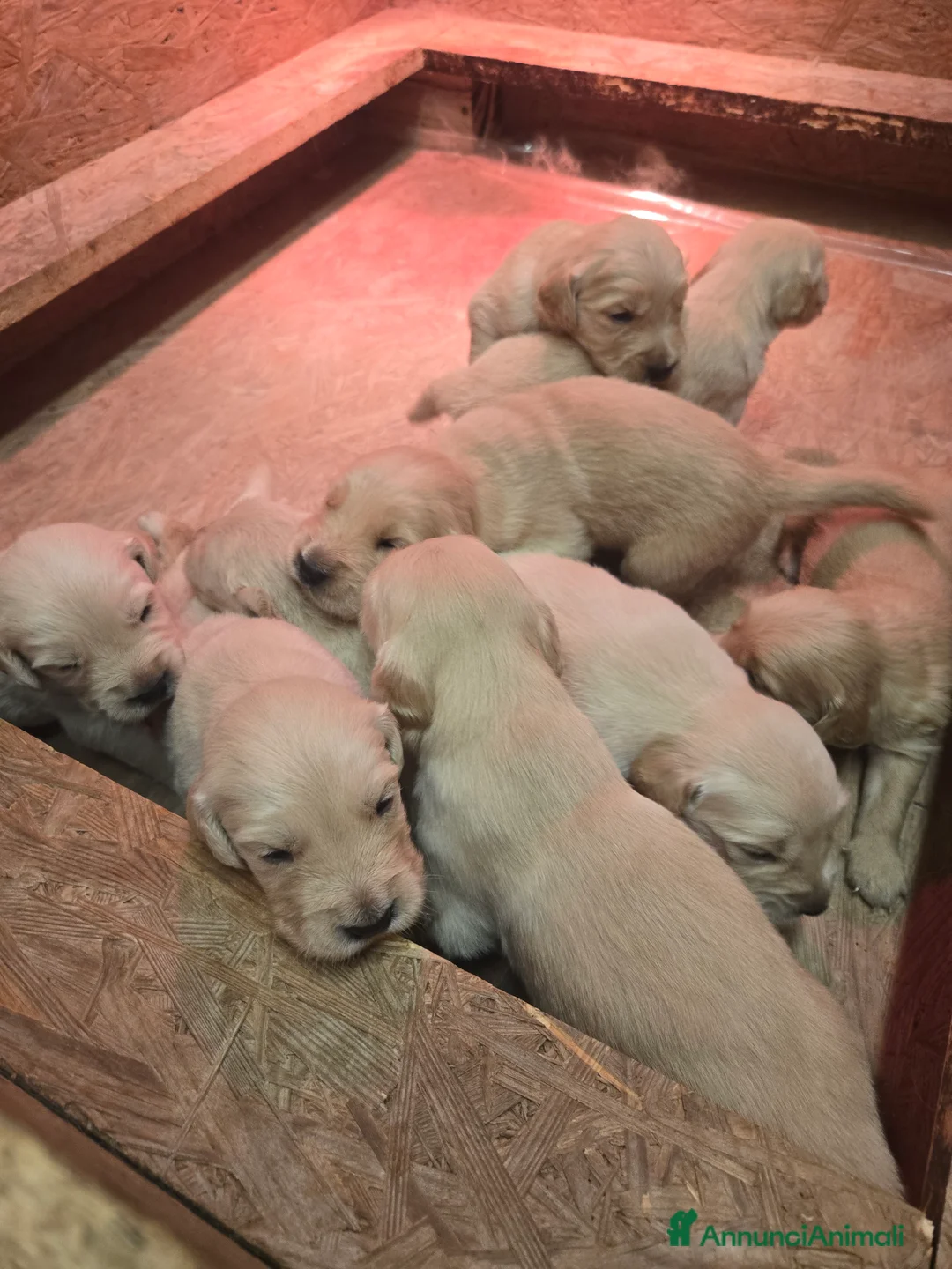 Golden Retriever cani in vendita: Cuccioli di golden retriever con pedigree - Annuncio 1