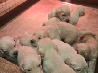 Golden Retriever cani Cuccioli di golden retriever con pedigree - Annuncio 2