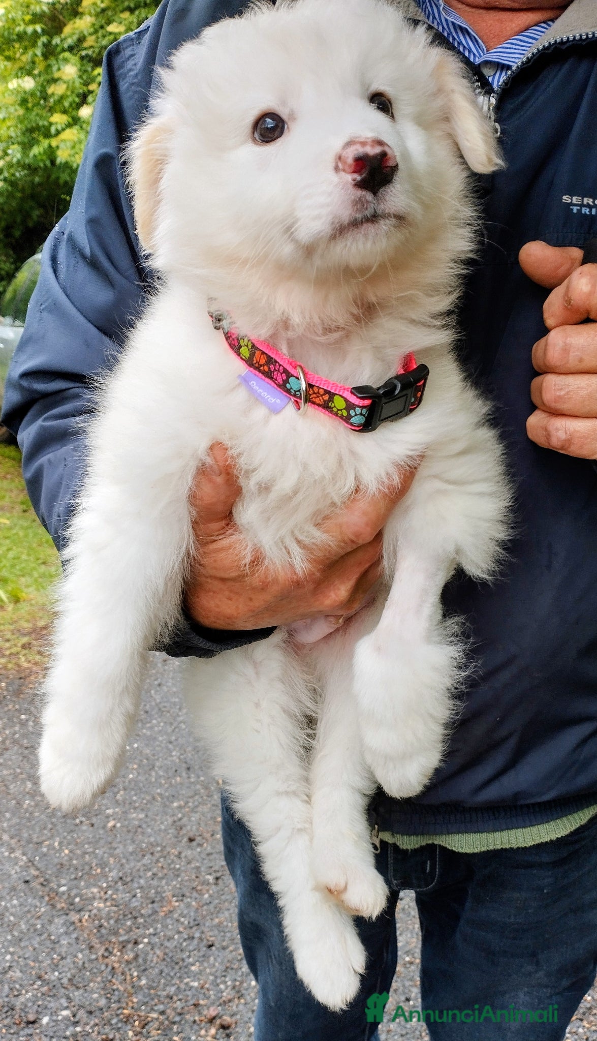 Pastore Abbruzzese Maremmano cani Biribu scricciolo di maremmano - Annuncio 29