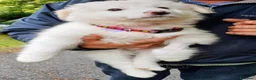 Pastore Abbruzzese Maremmano cani in regalo: Biribu scricciolo di maremmano - Annuncio 1