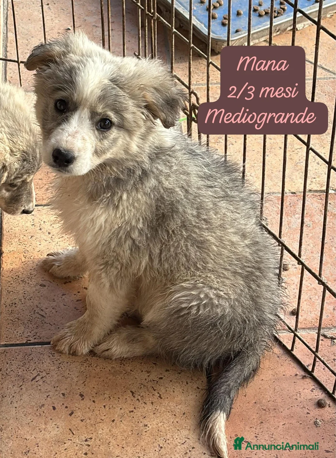 Meticcio cani in regalo: Adotta un invisibile cucciolo - Annuncio 7