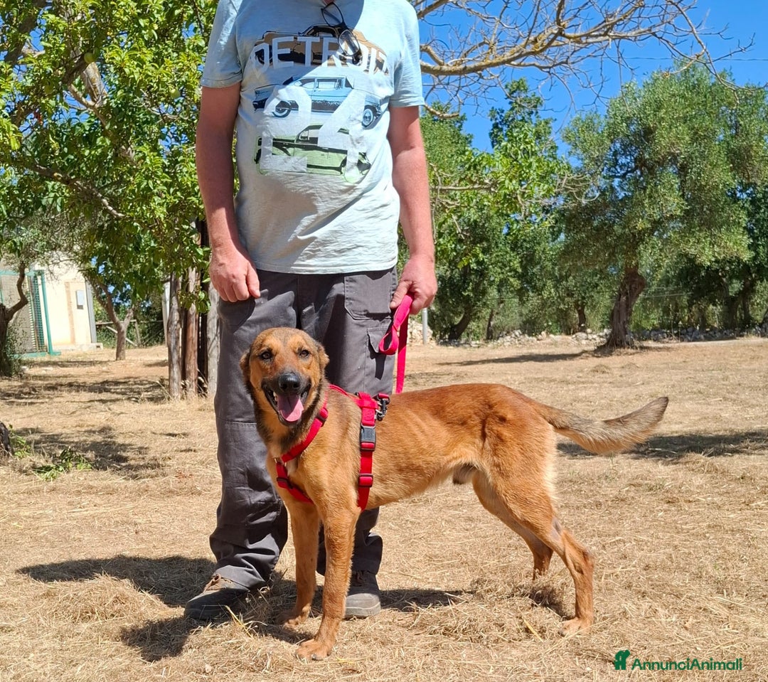 Meticcio cani in regalo: Aladin e' un Mago!  a Città Metropolitana di Bari - Immagine 9