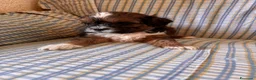 Shihpoo cani in vendita: Cuccioli di cane Shihpoo - Annuncio 12