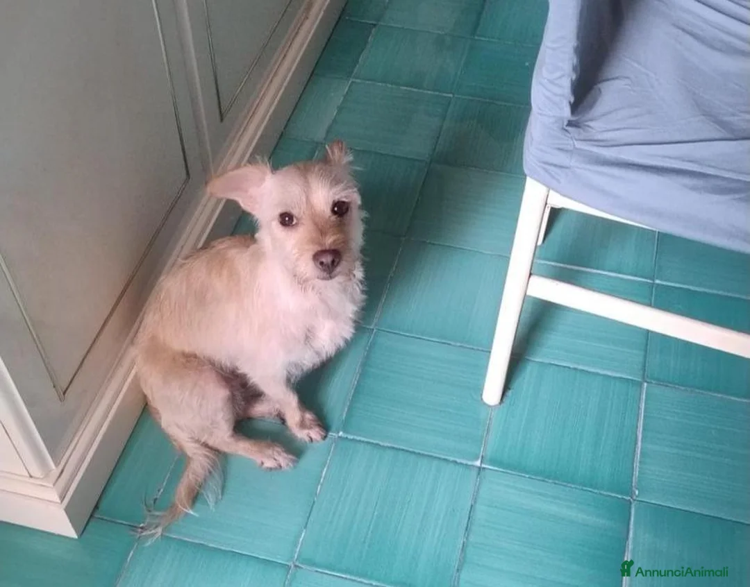 Meticcio cani in regalo: Coco: 6 kg, socievole con tutti - Annuncio 1