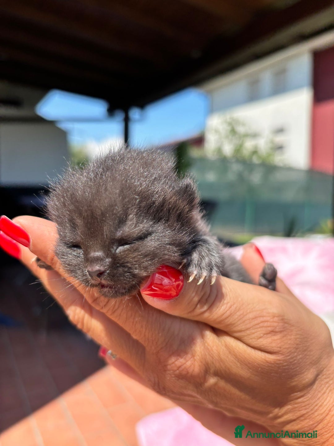 British gatti in vendita: British shorthair  a Provincia di Lodi - Immagine 3