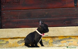 Bulldog Francese cani in vendita: Femmina bringee bouledogue francese  - Immagine 4