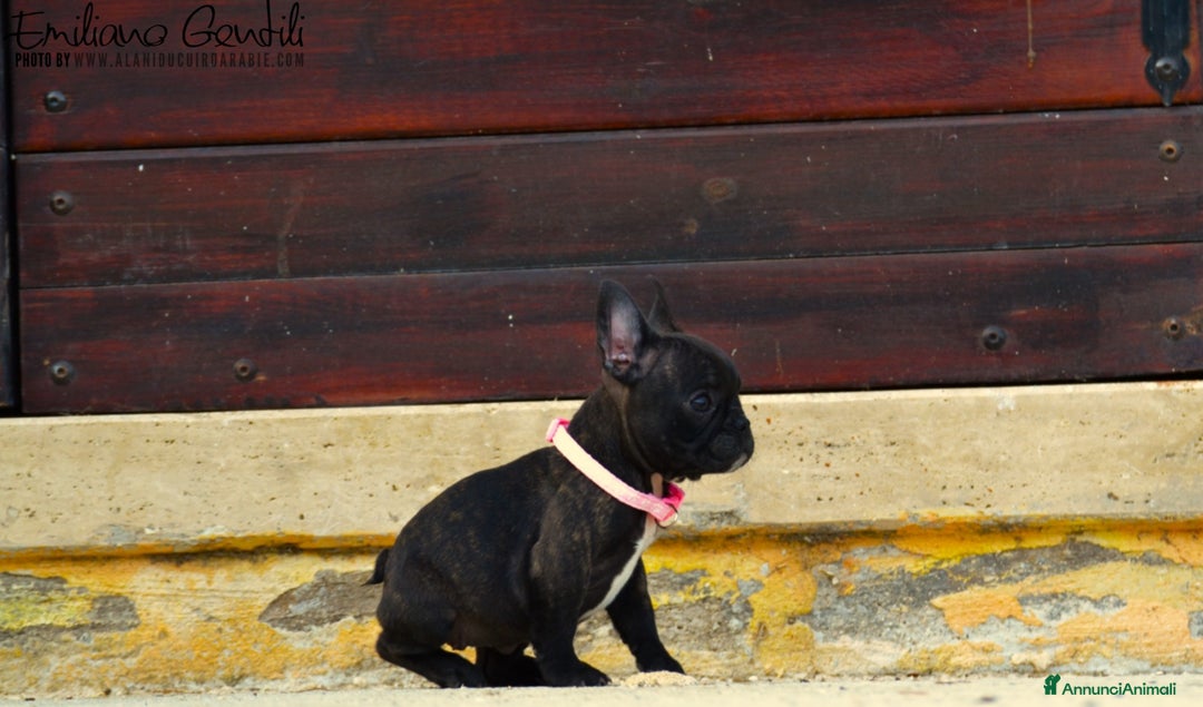 Bulldog Francese cani in vendita: Femmina bringee bouledogue francese  - Immagine 4