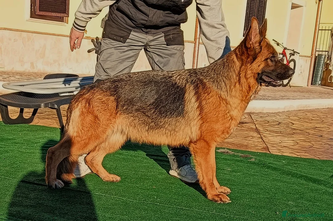 Pastore Tedesco cani in vendita: Giovane Femmina di Pastore Tedesco - Annuncio 2