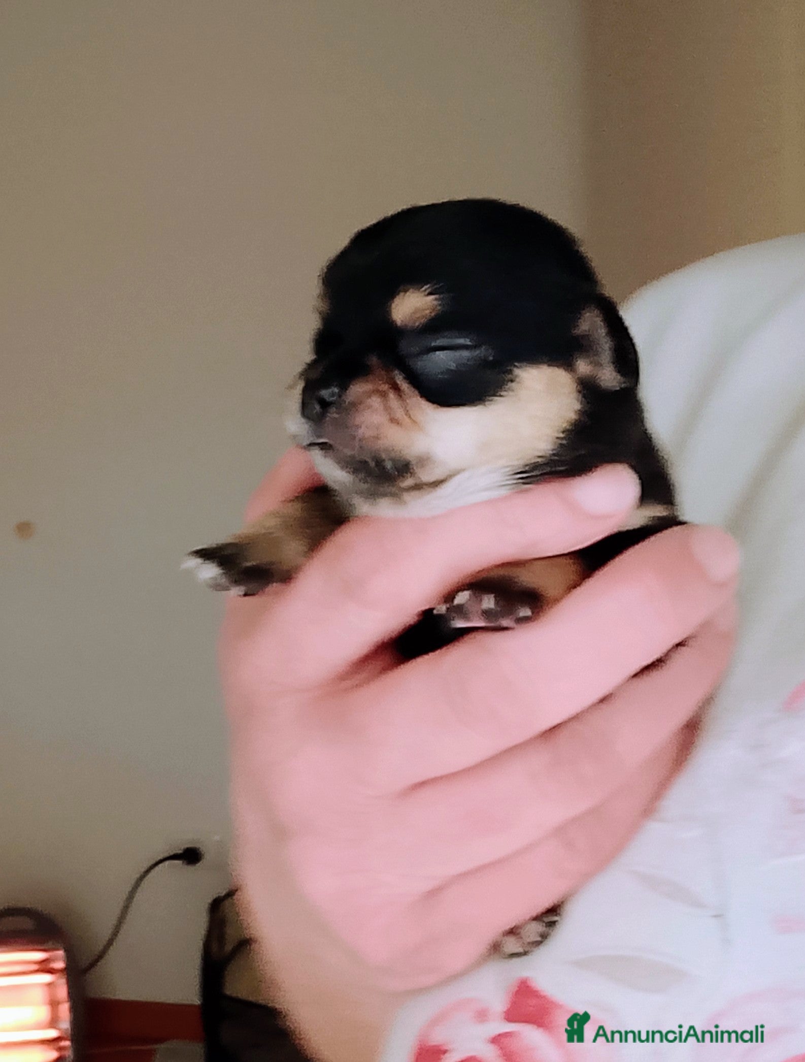 Chihuahua cani Chihuahua pedigree ENCI  - Annuncio 1