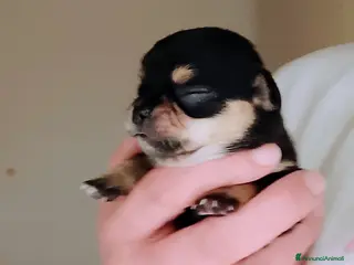 Chihuahua cani Chihuahua pedigree ENCI - Annuncio 4