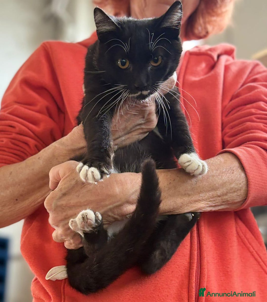 Europeo gatti in regalo: Due Gattini di 6 mesi - Annuncio 3