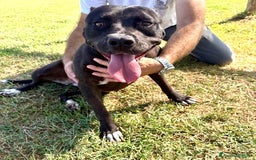 Pitbull cani in regalo: Jessy, cuore di pit❣️ - Immagine 2