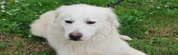 Meticcio cani in regalo: DANTE HA BISOGNO DI UNA CASA E TANTO AMORE - Annuncio 4