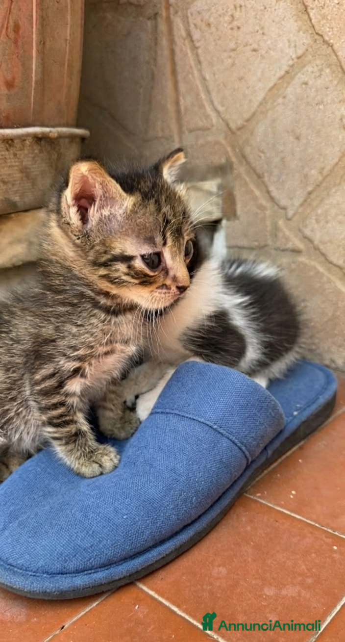 Meticcio gatti Coppia di coccole cerca casa  - Annuncio 1