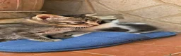 Meticcio gatti in regalo: Coppia di coccole cerca casa  - Annuncio 1